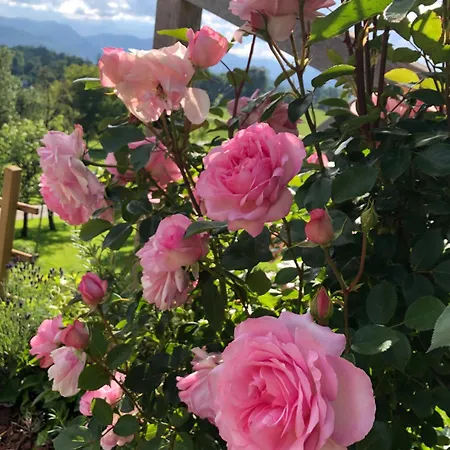 民宿 Apartma Rosa Spodnji Otok