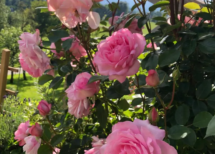 民宿 Apartma Rosa Spodnji Otok